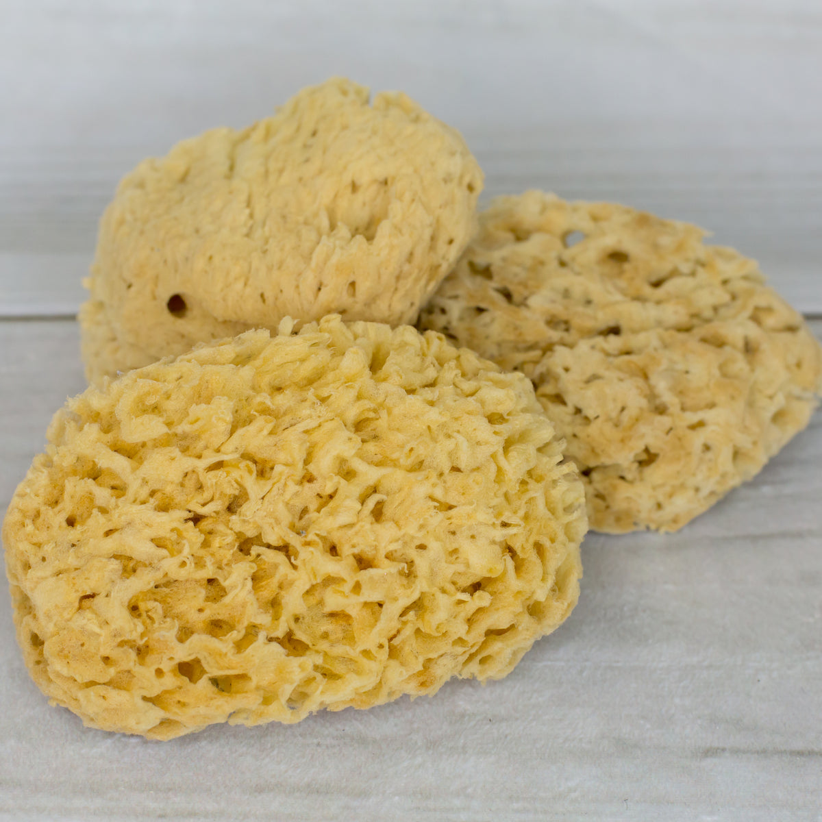 Sea Sponge